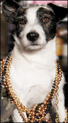 Jack Russell