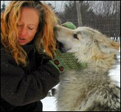 Une exp&eacute;rience extraordinaire avec les loups