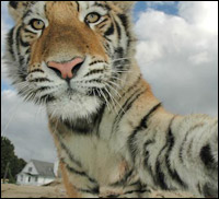 Il est &eacute;galement possible pour vous d&rsquo;apprendre les m&eacute;thodes d&rsquo;entra&icirc;nement d&rsquo;un tigre de Sib&eacute;rie dans une for&ecirc;t indig&egrave;ne reproduisant son milieu naturel.