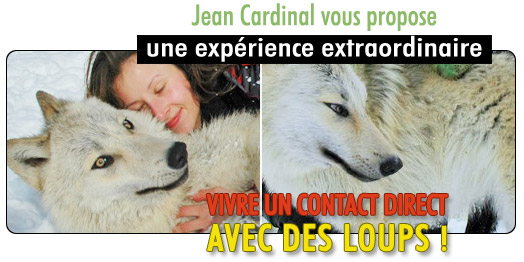 Jean Cardinal vous propose une exp&eacute;rience extraordinaire - Vivre un contact direct avec des loups !