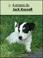 A propos du Jack Russel