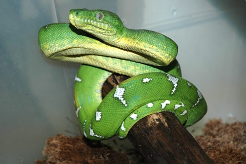 Serpent vert 1